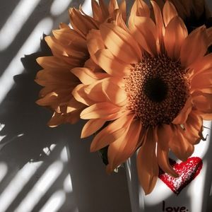 Meet your Posher, Meredith